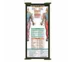 WhiteCoat Clipboard® Trifold - Army Green Occupational Therapy Edition
